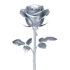 PNG Silver Rose's Solitude: An elegant silver rose stands in serene isolation, its delicate petals and stem gleaming with metallic beauty, capturing a moment of timeless beauty.