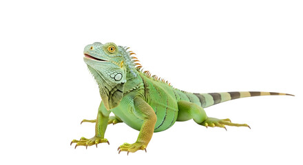 A Green Iguana Isolated on Transparent Background 