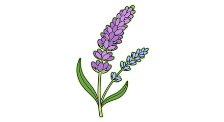 Obraz premium Lavender Sprigs Blooming in Artistic Hand-Drawn Illustration Style for Aromatherapy and Essential Oil Wellness, Herbal Remedy, Botanical Print, Natural Beauty, Healthcare Design Element, Serene Graphi