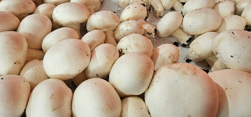 Fresh white mushrooms with visible soil particles are displayed in bulk at a local market in Granada, Spain, highlighting their natural state. fresh fungi