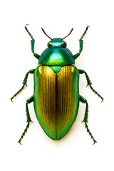 Iridescent beetle isolated on white background