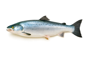 Naklejka premium Fresh salmon isolated on white background, ready to cook