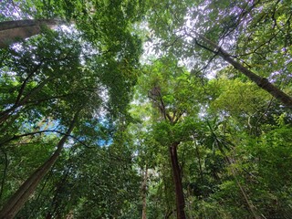Tree tops viewed from below. Green Forest. Tree with green leaves and sunlight. 