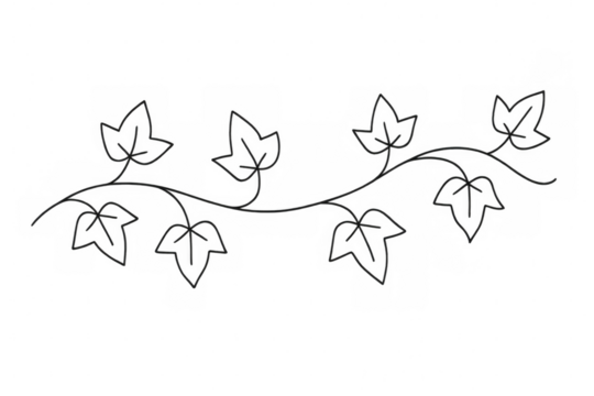 Hand drawn ivy vine leaves creating floral border or divider, growing plant outline drawing with transparent background