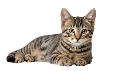 Adorable young tabby kitten lying down and looking forward.