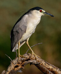 Black-crowned Night Heron 