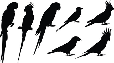 Set of parrot silhouettes in various poses, tropical bird vector illustration collection perfect for logo design and wildlife projects