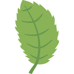 Green Mint Leaf with Serrated Edges and Visible Veins on a Transparent Background Isolated Illustration © Nur