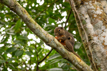 Closeup view of squirrel on tree branch in Singapore Botanic Garden