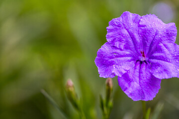 Ruellia tuberosa L or Kencana ungu flower. purple flowers with a fine and thin texture, Minnieroot