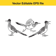 Vector art of three roadrunners in a line, one with wings spread