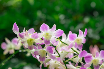 White and pink Dendrobium Australian Artist orchid in flower