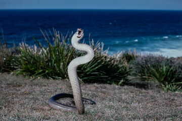 Australian highly venomous Eastern Brown Snake in defensive stance