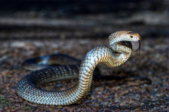 Australian highly venomous Eastern Brown Snake in defensive stance