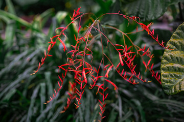 Pitcairnia Angustifolia in close up in Singapore botanical garden