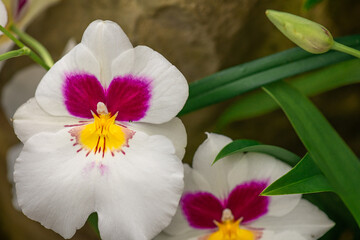Elegant white and magenta Miltoniopsis phalaenopsis, an orchid species, in bloom
