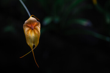 A photo of a bright yellow and red Masdevallia (Latin name) orchid in bloom
