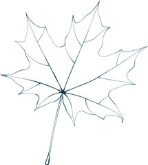 Hand-drawn maple leaf contour isolated on white background. Line style vector illustration. 