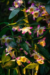 Dendrobium orchid blooming on branch with drop of water after rain in garden