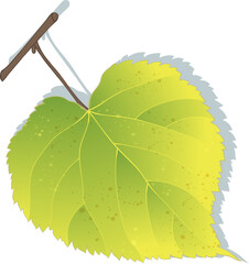 Hand-drawn green-yellow autumn linden leaf on transparent background. Flat and line style vector illustration. 