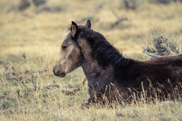 Wild horses in a field