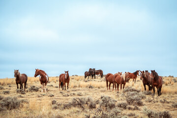 Wild horses in a field