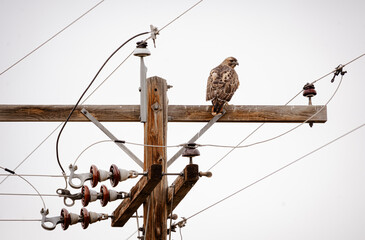 Hawk on a telephone wire