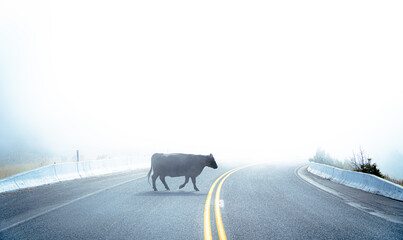 Cow crossing the road on a foggy day