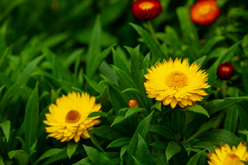 Red and yellow strawflowers on a plant in a garden