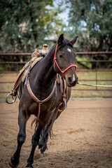 horse in a fall field