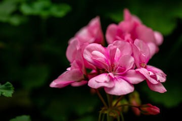Geraniums, Crane's-bill or pelargonium graveolens