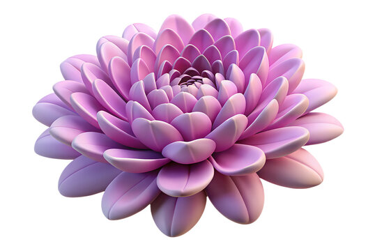 pink dahlia flower