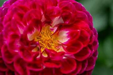 Dahlia pinnata, commonly known as a garden dahlia. It is a perennial herbaceous plant native to Mexico and Central America