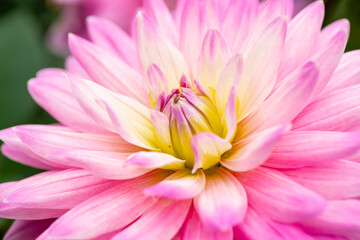 Pink Dahlia flower in the garden