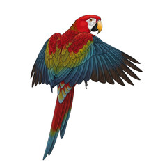 Fototapeta premium Scarlet Macaw Parrot Wings Spread isolated on a transparent background