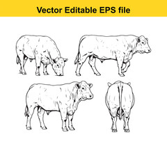 Vector art of four stylized drawings of cows, each depicted from a different perspective, isolated on a, representing farm animals