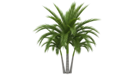 Lush green palm trees with detailed fronds create a vibrant tropical oasis, perfect for exotic travel and vacation projects.