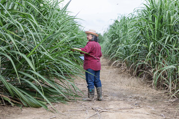 Elderly farmer inspecting tall sugarcane plants in a field, wearing boots and a hat, symbolizing...