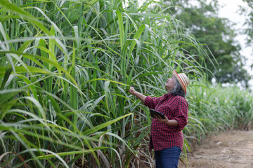 An older woman farmer holding a tablet inspects a lush sugarcane field, symbolizing smart farming and the integration of technology in sustainable agriculture for improved crop management.