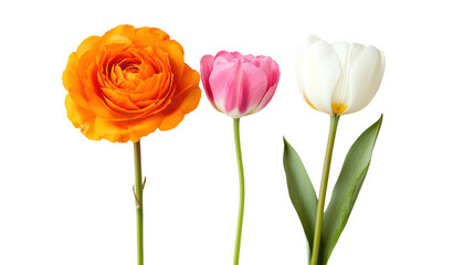 Three delicate blooming flowers orange pink and white isolated on transparent background