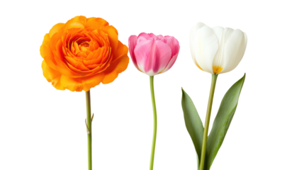 Three delicate blooming flowers orange pink and white isolated on transparent background