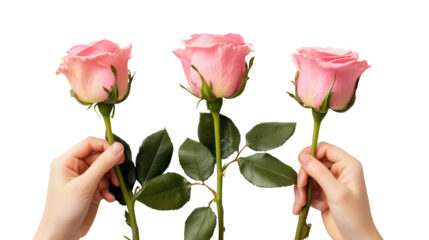 Three delicate pink roses held by hands isolated on transparent background