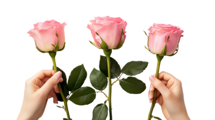 Three pink roses held by hands isolated on transparent background