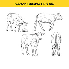Vector art of set of four black and white line drawings of cows in different poses
