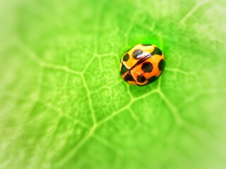 photography of beautiful lady bug beetles foraging around green leaves
