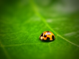 photography of beautiful lady bug beetles foraging around green leaves
