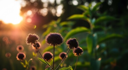 Thistle silhouette against a sunset golden hour lighting nature background