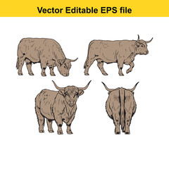 Vector art of group of four highland cattle drawings, showcasing different views and poses