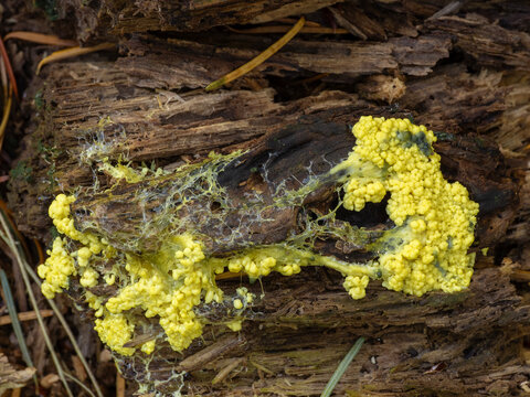 PA140817 dogs vomit slime mold plasmodium, Fuligo septica, cECP 2025