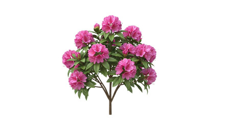 Vibrant pink rhododendron bush bursting with lush green leaves, perfect for garden design and springtime beauty.